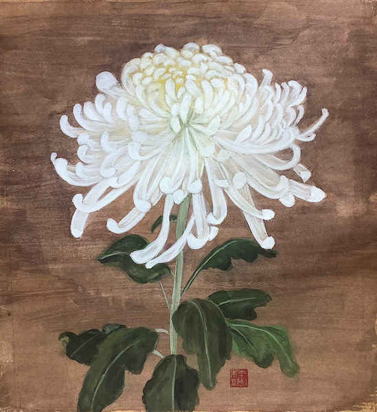 白菊の風格