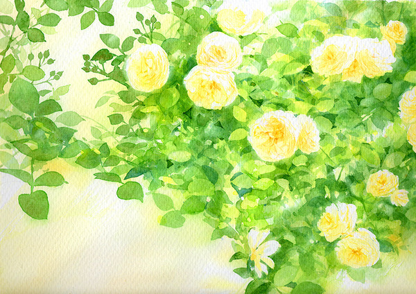 白いバラ