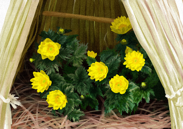 福寿草(1/5)