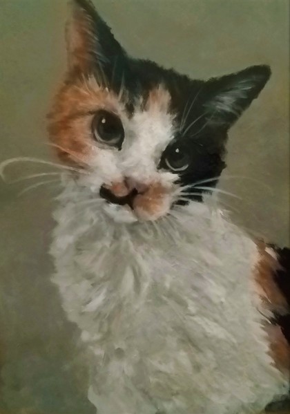 三毛猫22.3