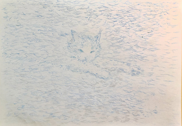 空猫
