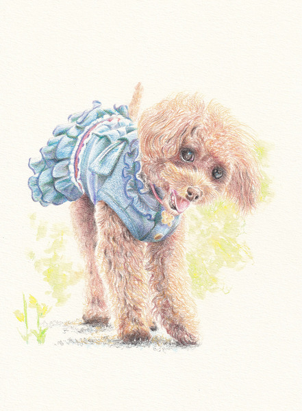 トイプードル ツインズ 水彩画 落ちつき 犬 原画
