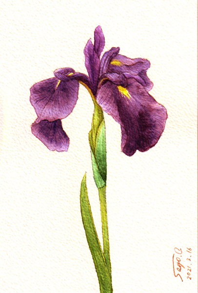 花菖蒲