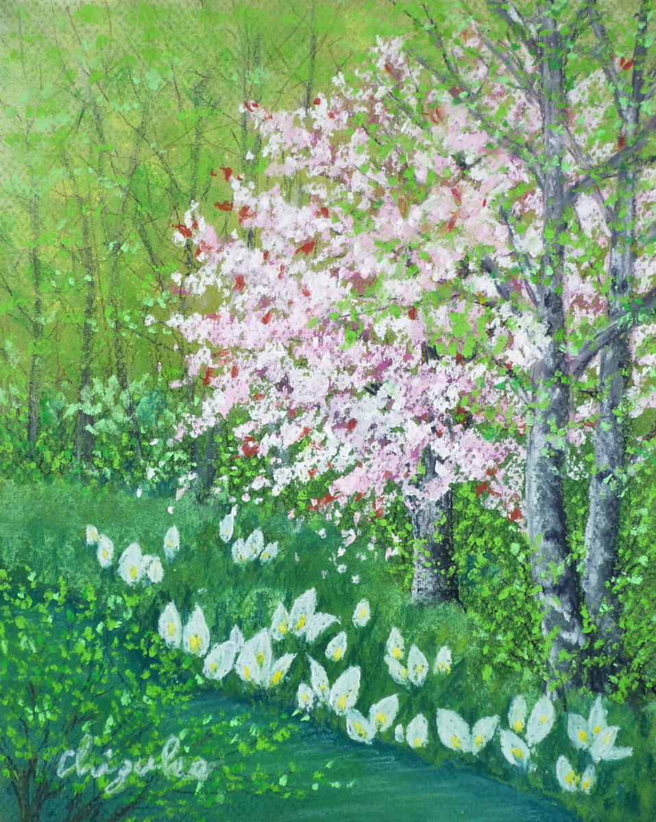 山桜