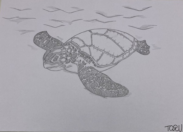 ウミガメ