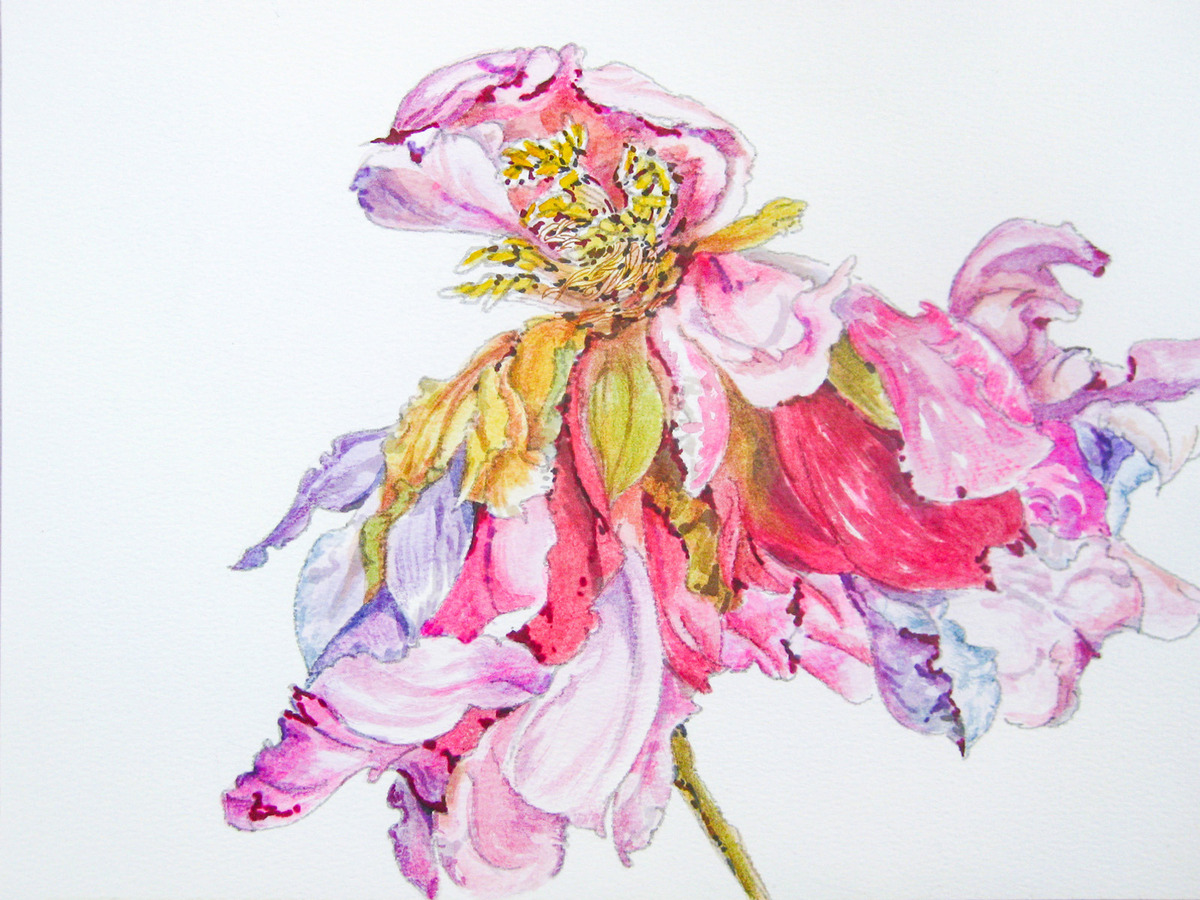 花の肖像画 枯れたバラ