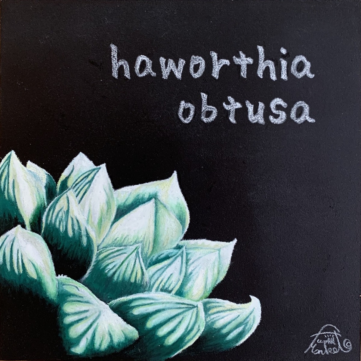 haworthia obutusa