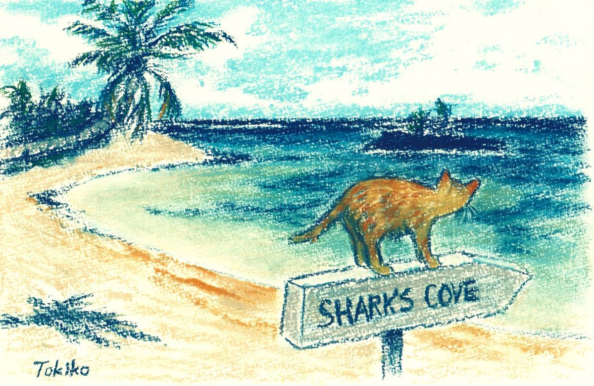 SHARKS COVE