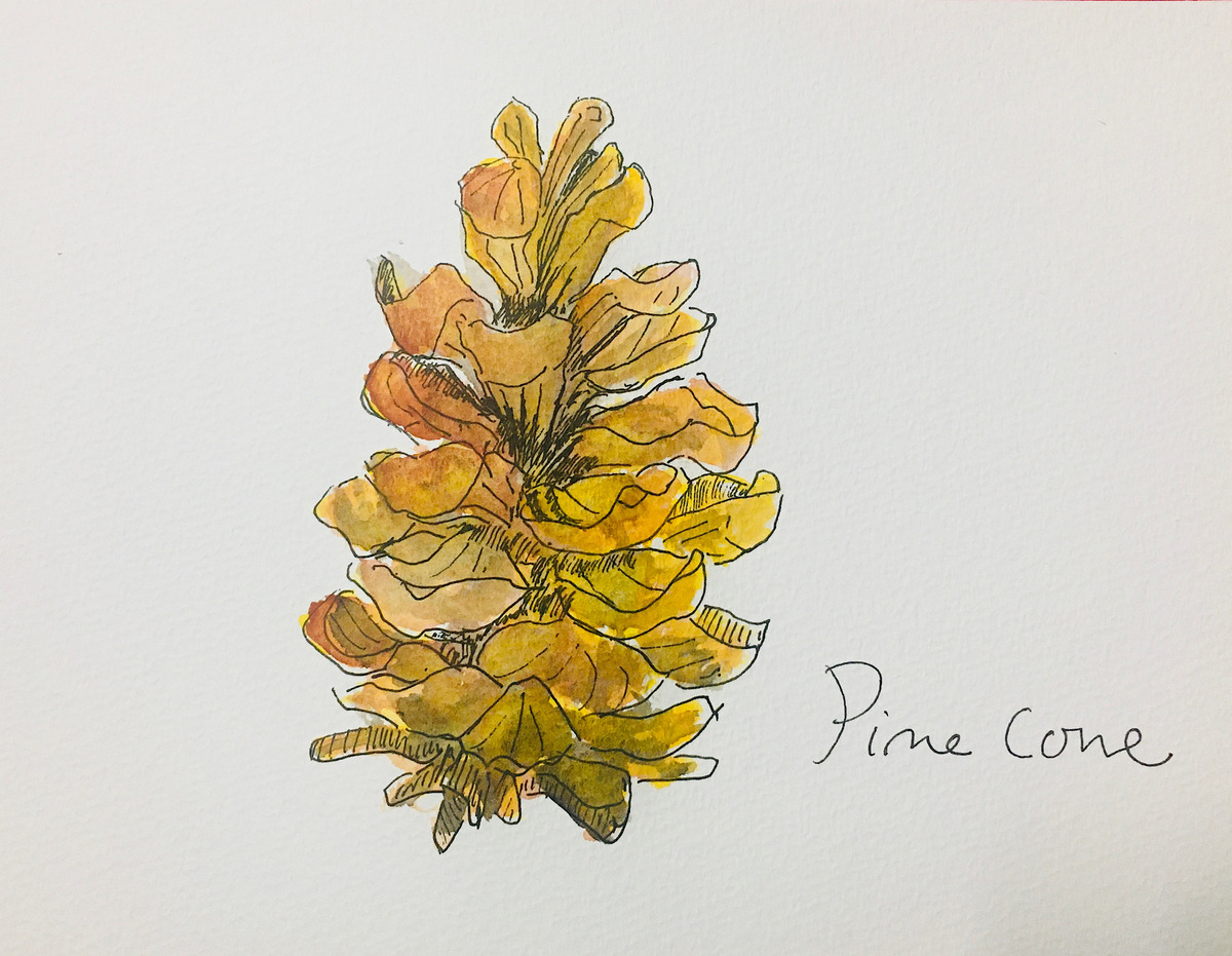 Pine corne
