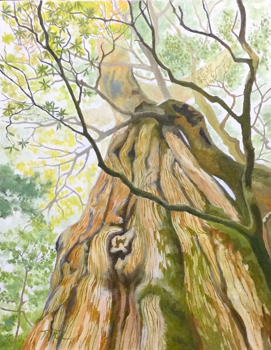 風景画「屋久杉の森」アクリル画B3 額なし 屋久島の風景