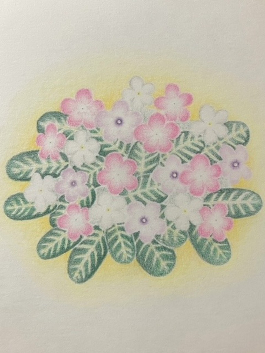 日々草