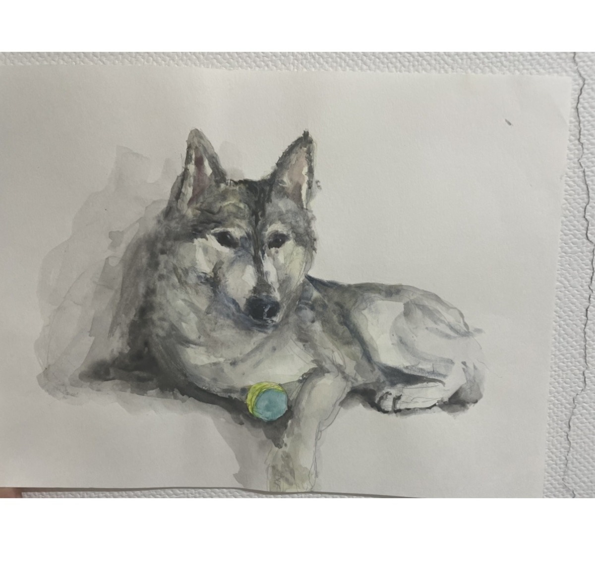 白黒犬