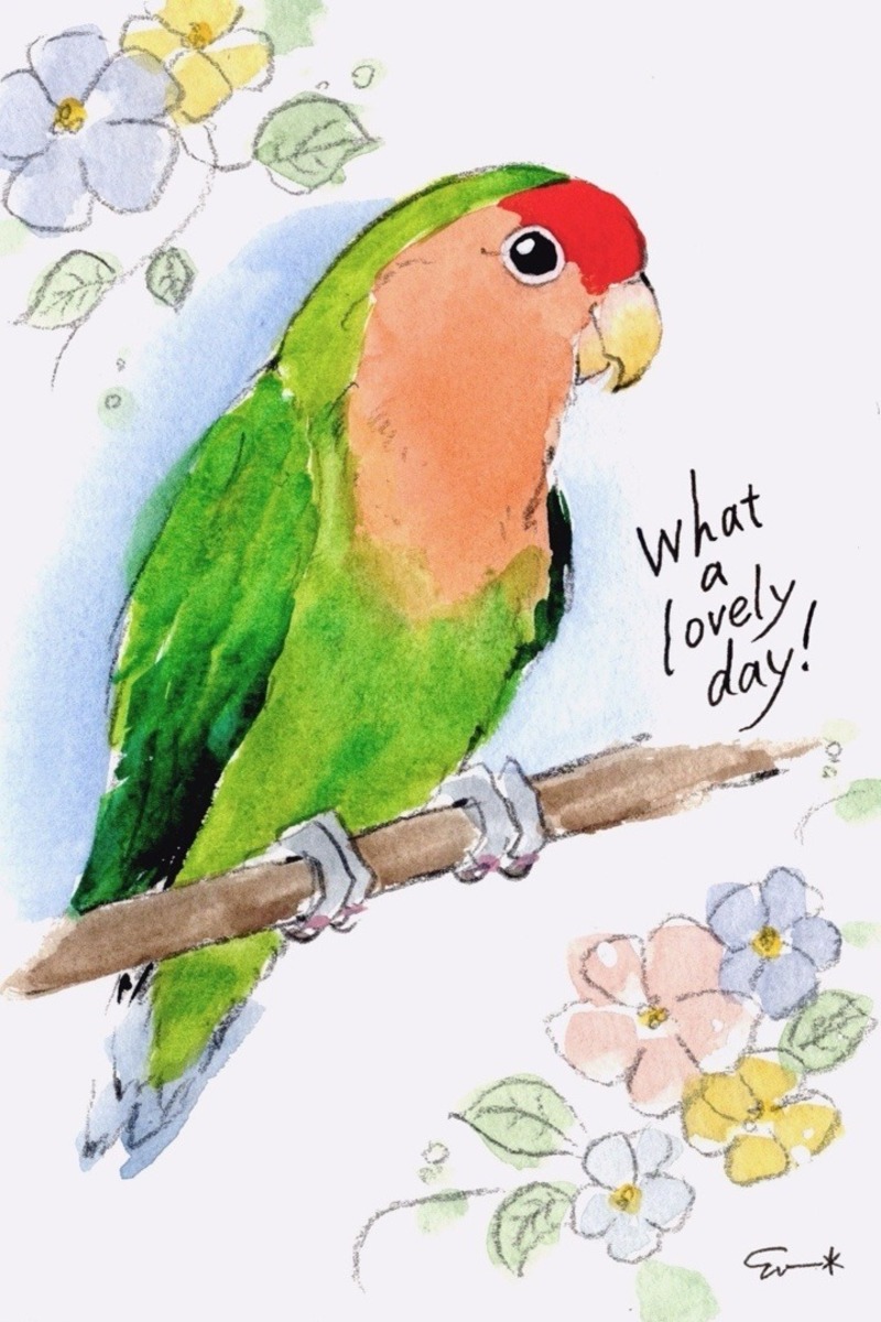 コザクラインコ