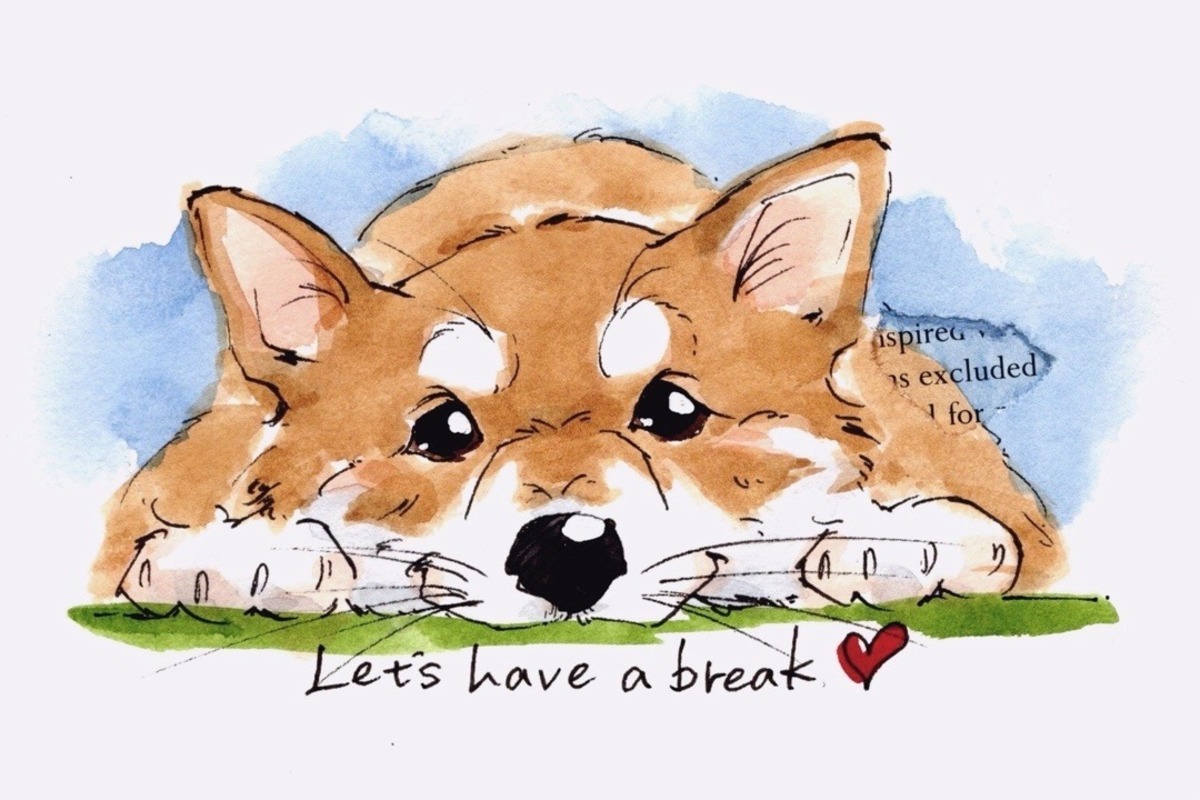 柴犬