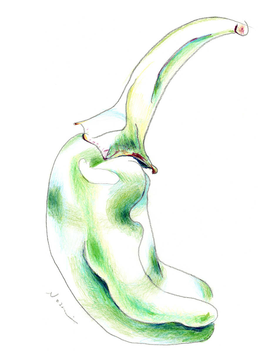 Sweet Green Pepper