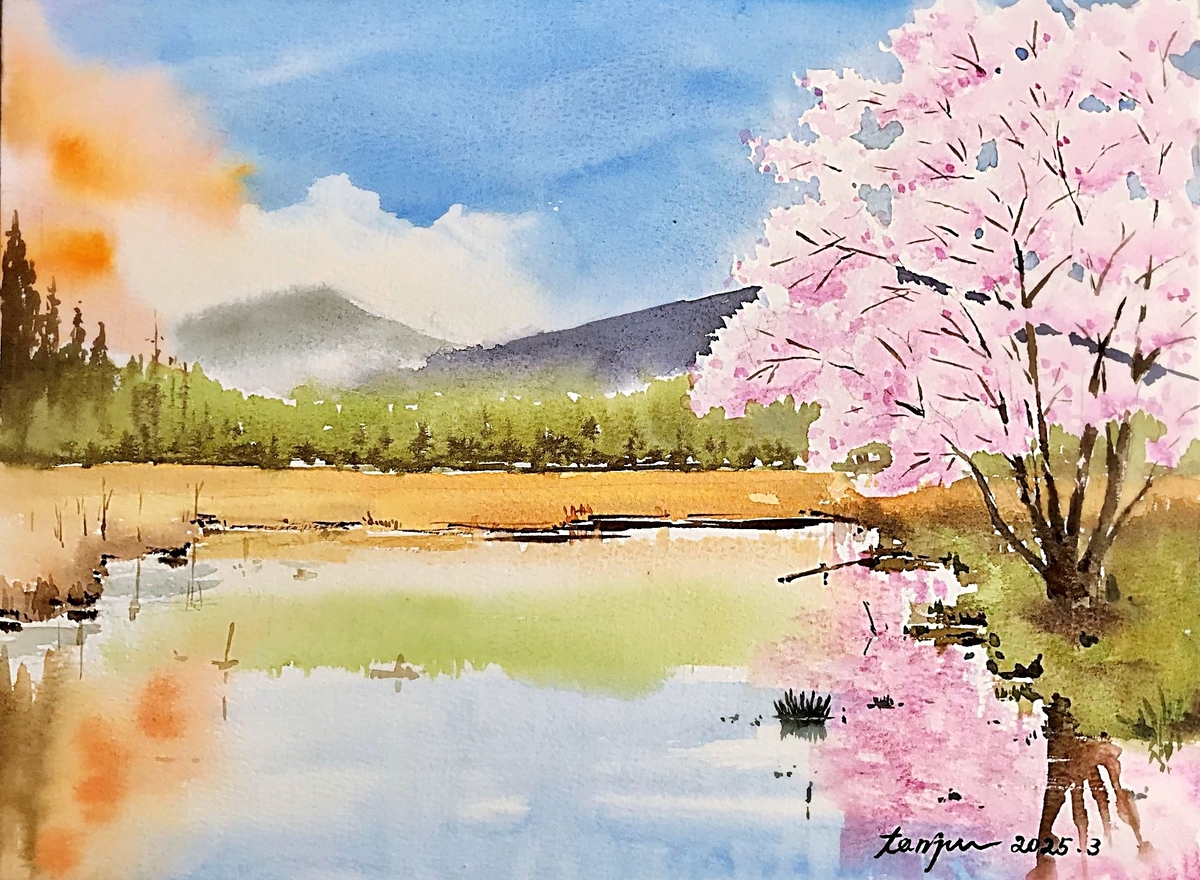 美しい桜