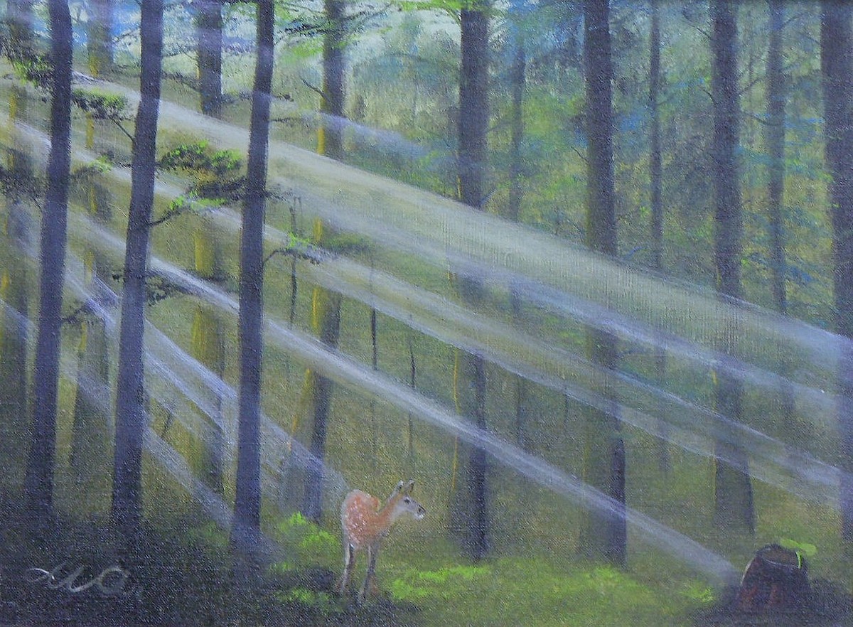 森の光