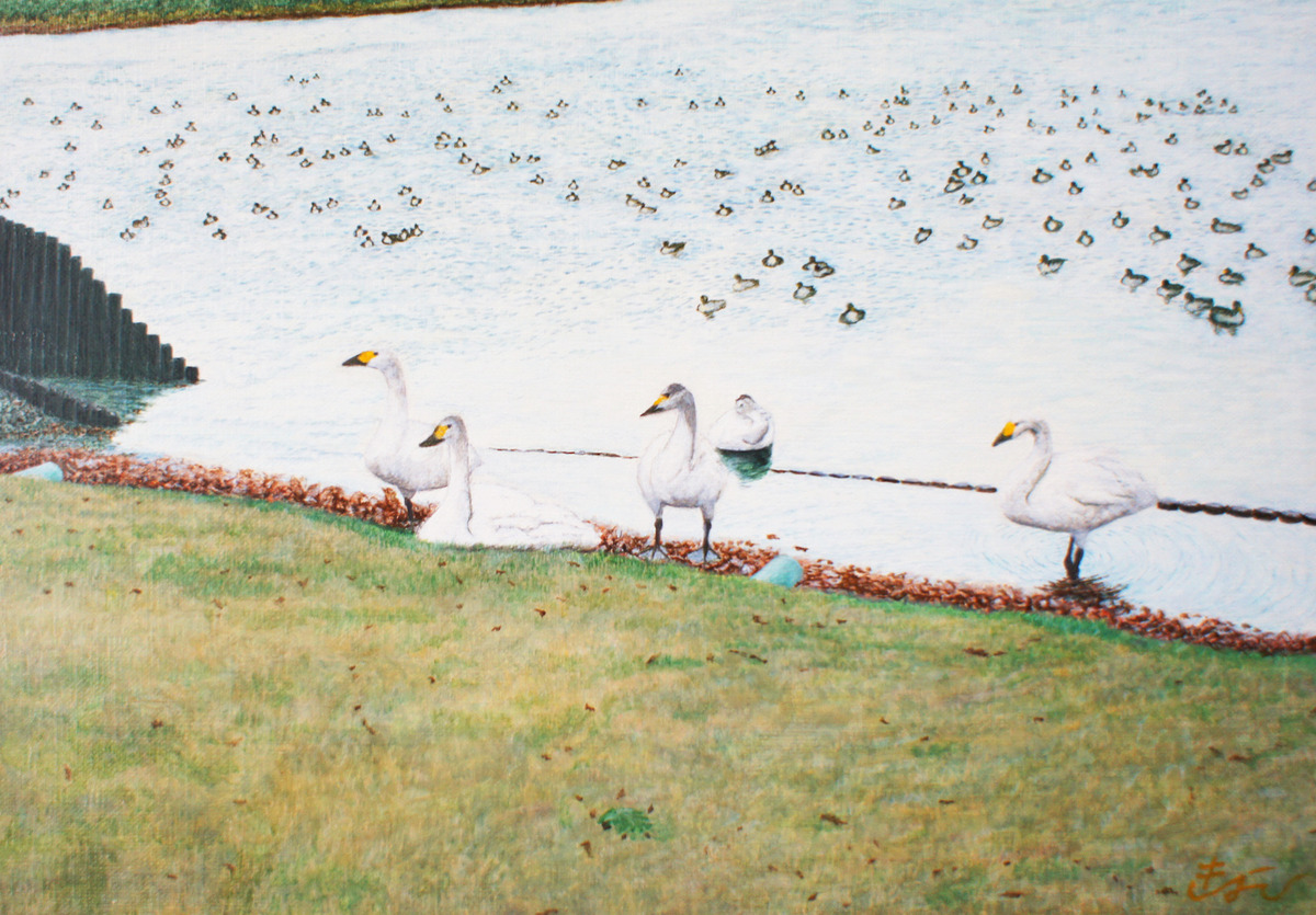 土門拳写真美術館(土門拳記念館)の白鳥
