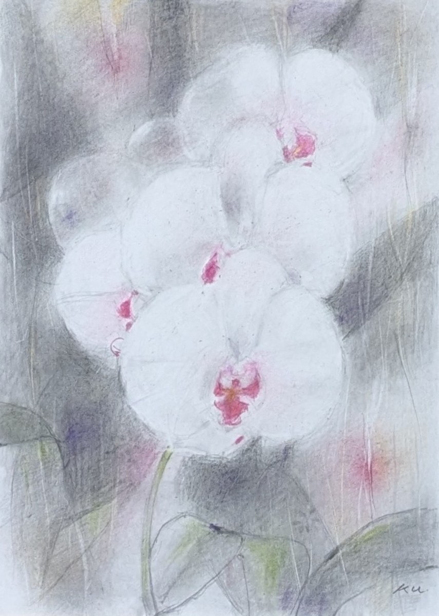 濡れ美花画胡蝶蘭