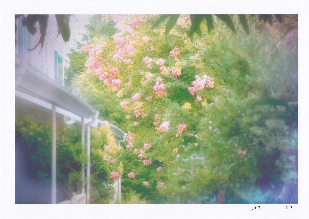 花盛りの裏庭 (1/3)
