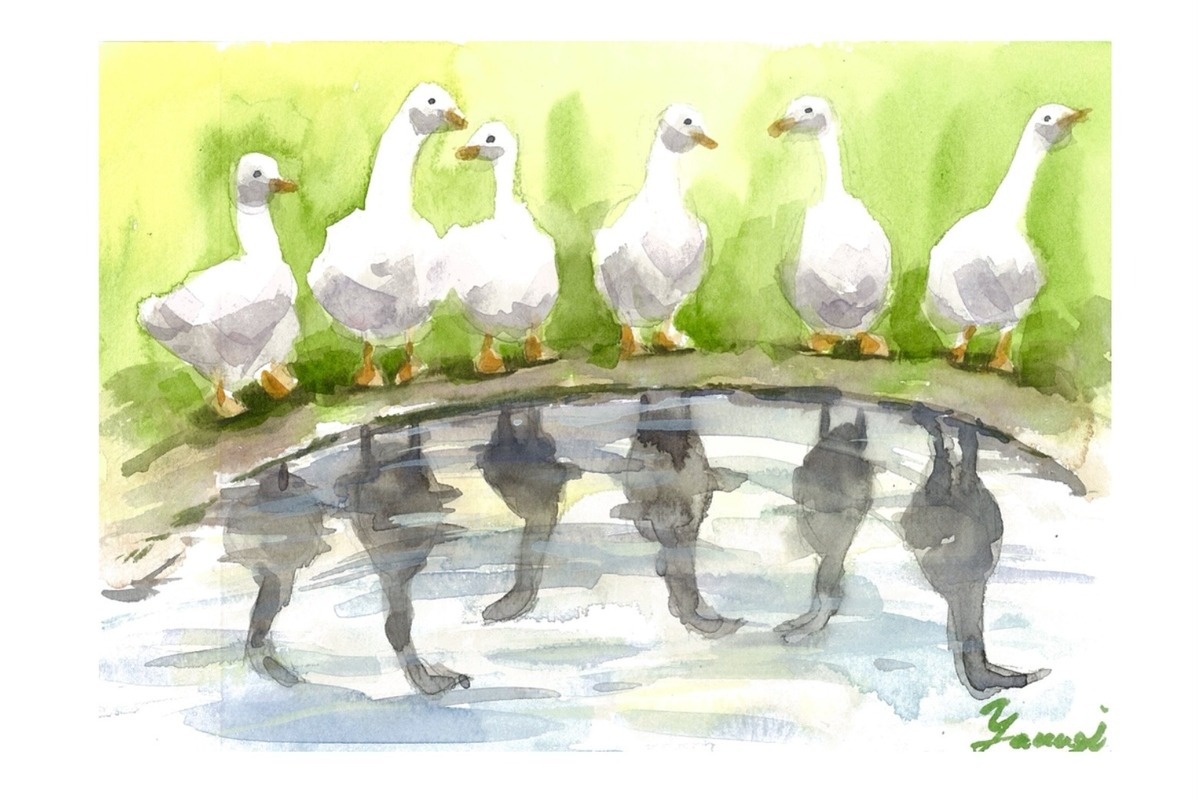 duck
