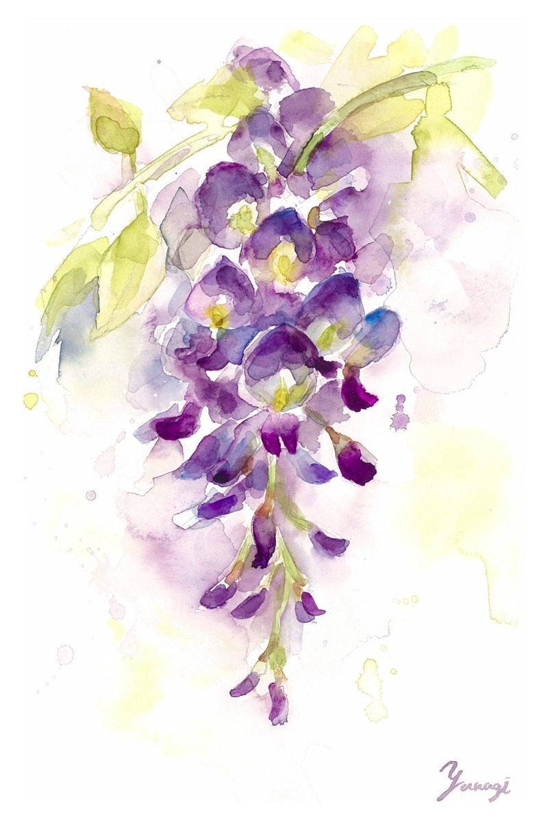 藤の花