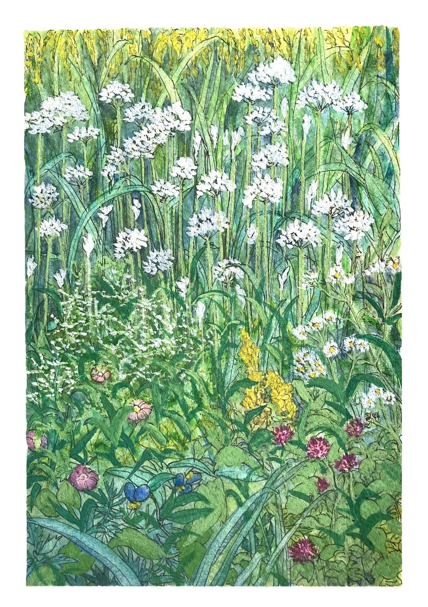 散歩道の草たち