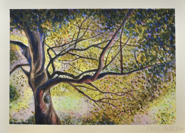 Beneath the Canopy