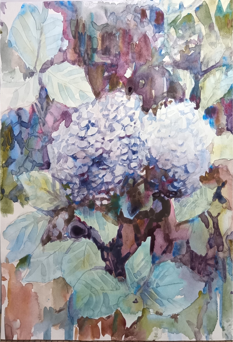 紫陽花