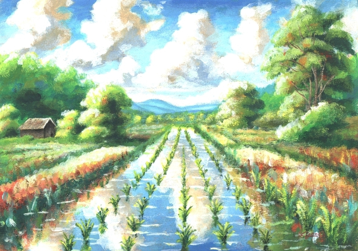 Ricefield
