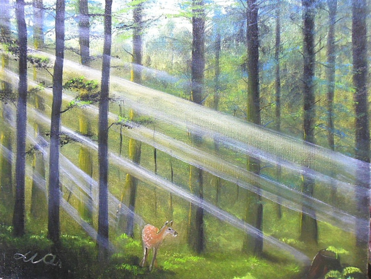 森の光