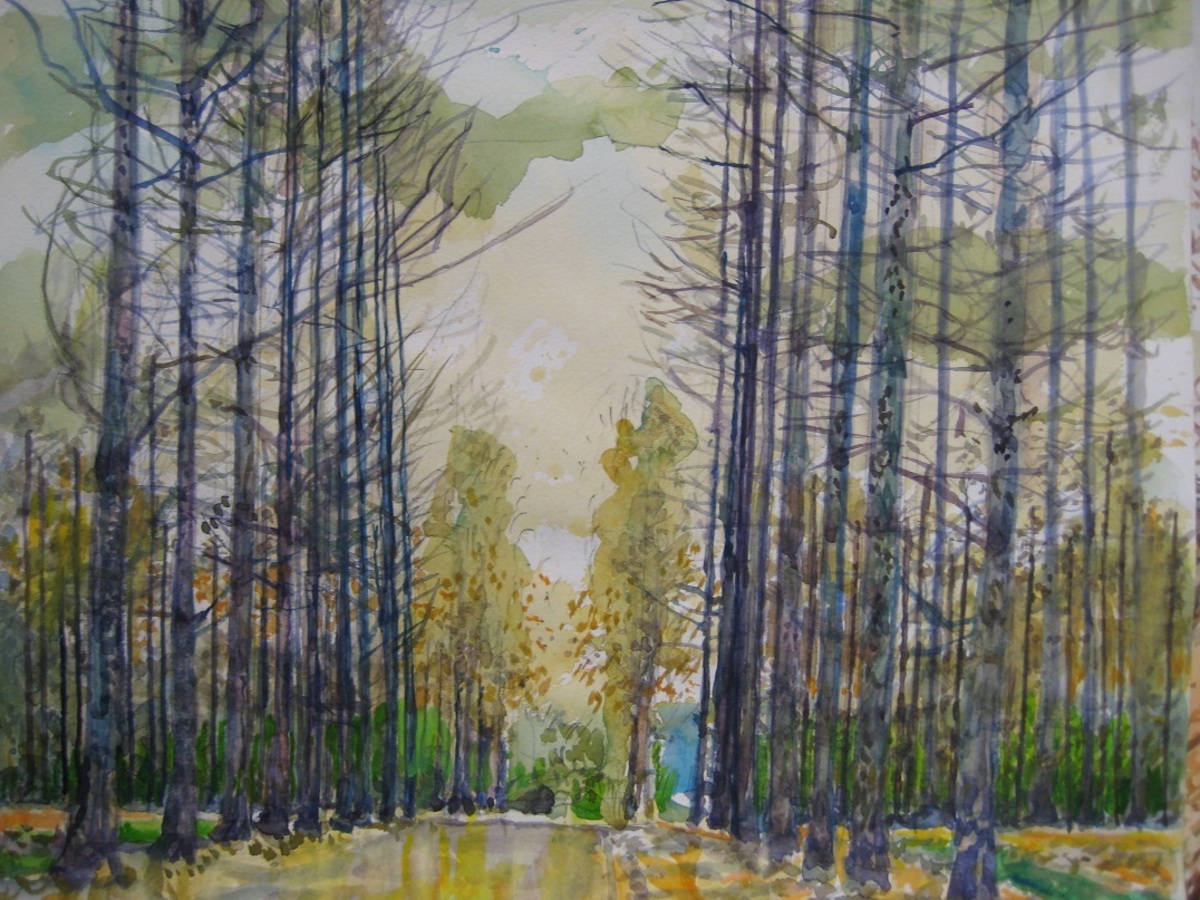 メタセコイアの並木