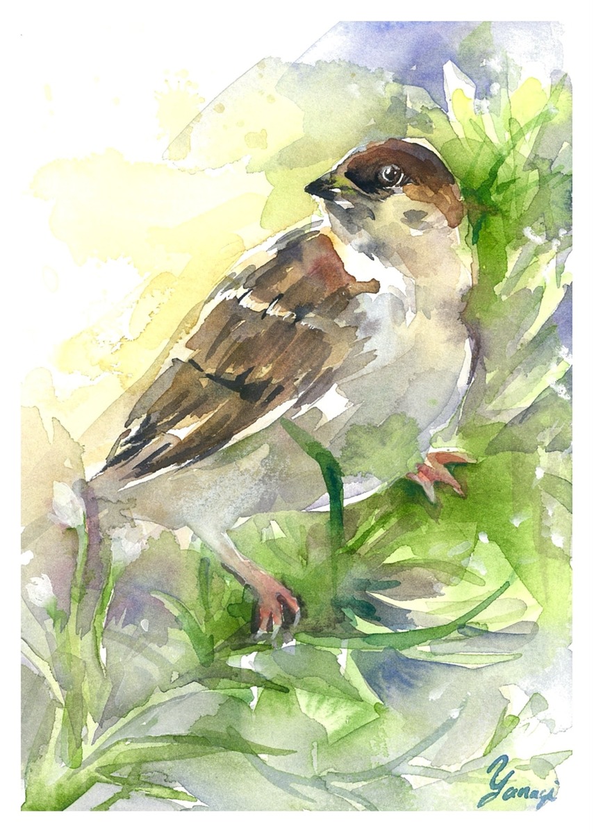 水彩画 原画 健