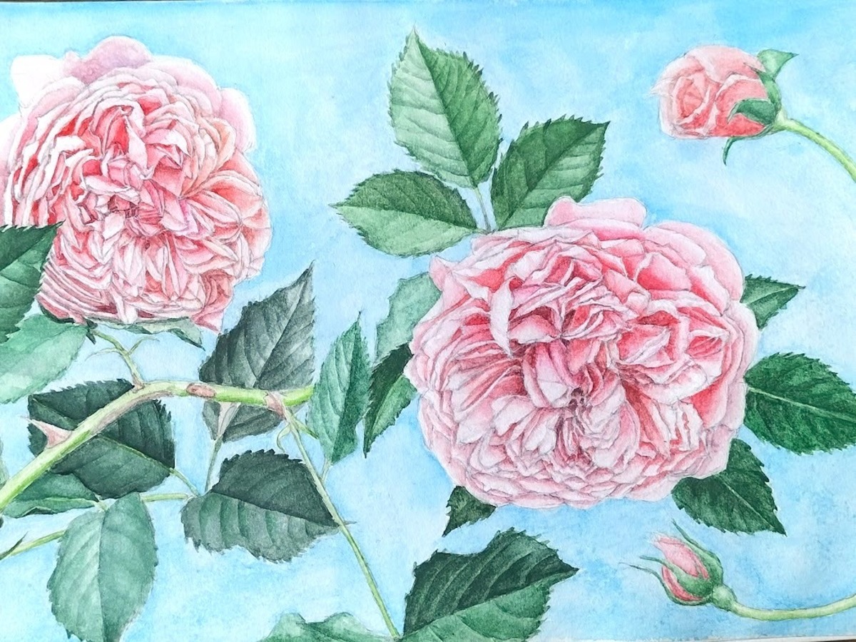 バラ(シルクロード)