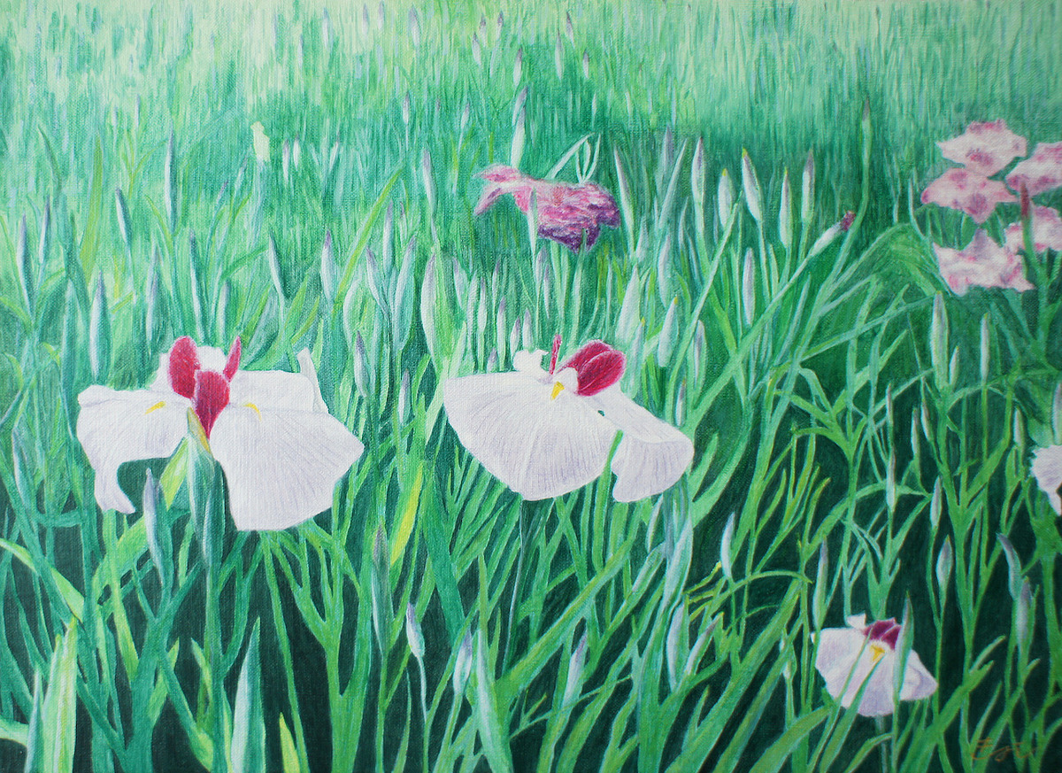 滝谷室生花菖蒲・千代の春