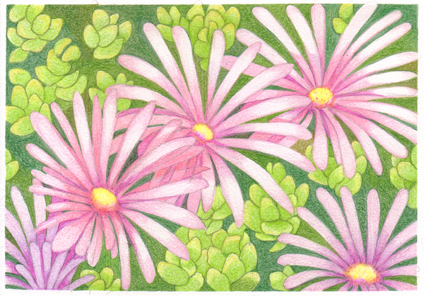 ピンクの花