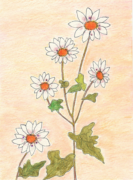 水彩画 原画 ブルーとマーガレット 水彩画原画 マーガレット F2 - メルカリ