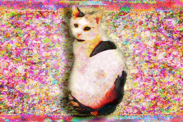 振り向き猫にゃん