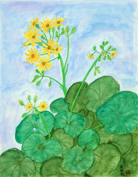 つわぶきの花