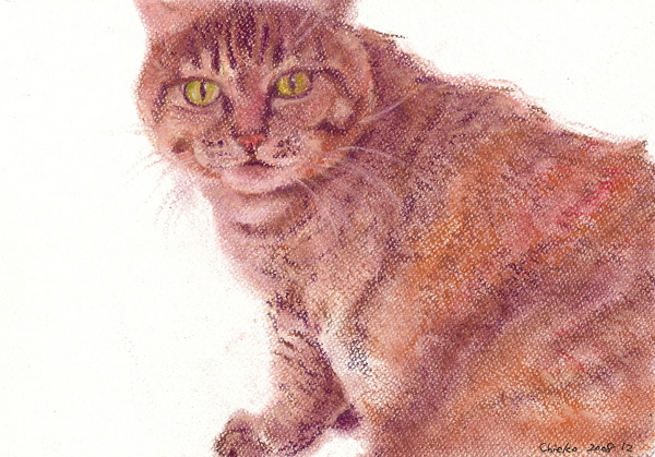 振り向き猫