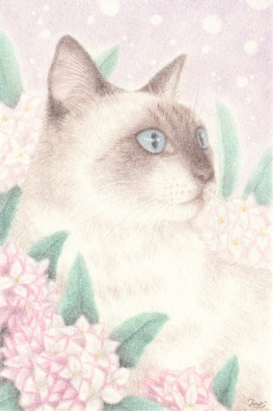沈丁花