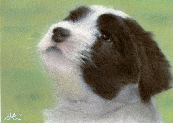 パンダ犬