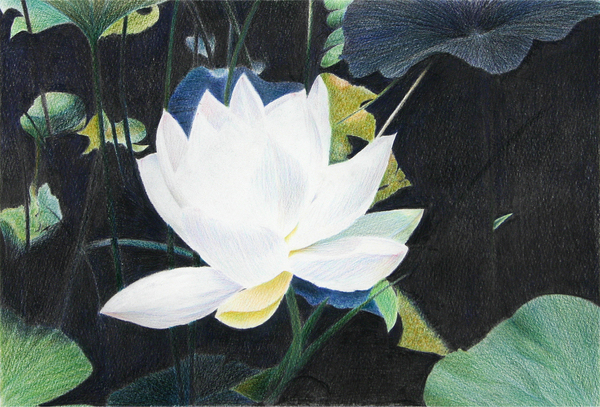 睡蓮
