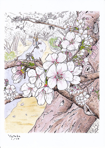 Amazon | 色紙絵 東海道五十三次【歌川広重】あらし山満桜