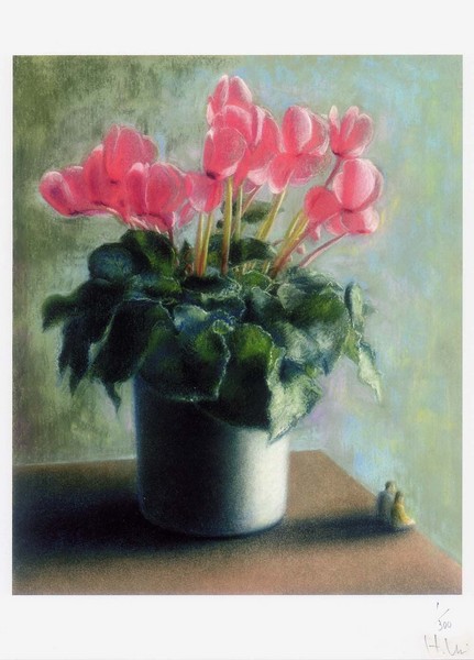 シクラメンの下で (1/300)