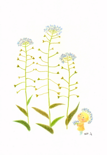 油彩　ぺんぺん草 セーラー(SAILOR) ボールペン優美蒔絵 京秋草 ブラック ボールペン