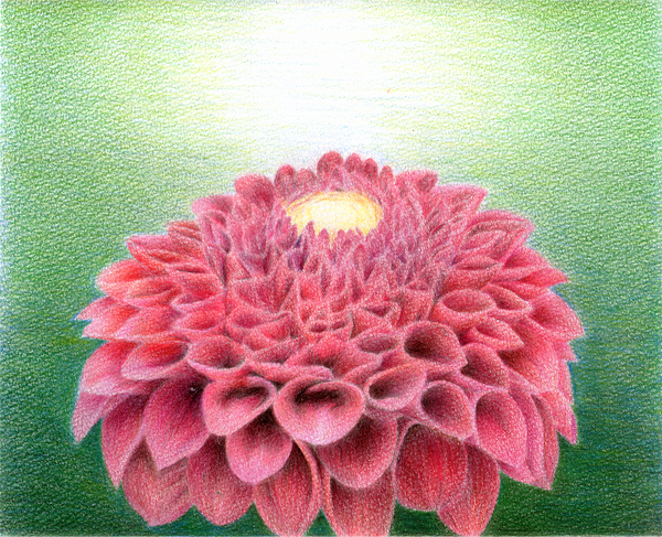 油絵作品　ダリア風の花を描いた温かみのある静物画　額装付き KAG0028: オランダ 油絵 静物画 バロックフレーム付 - 鎌倉