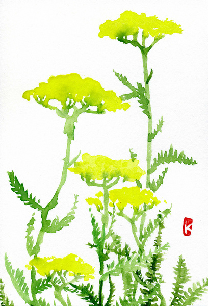 黄花鋸草(きばなののこぎりそう)