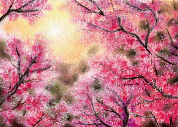 寒緋桜(山間)