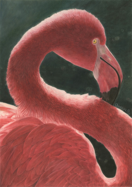 ピンクの鳥
